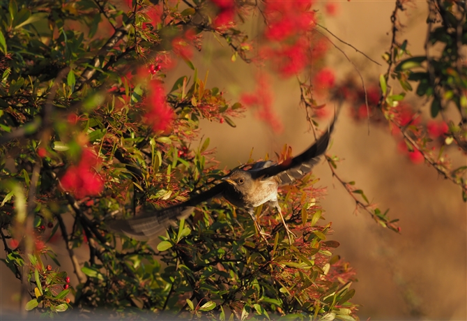 Vn,Pale Thrush